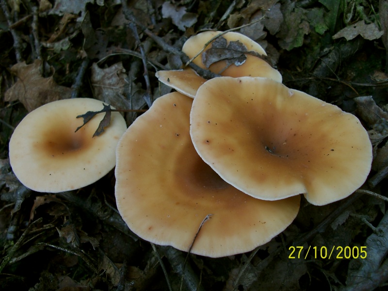 Armillaria mellea e Lepista inversa
